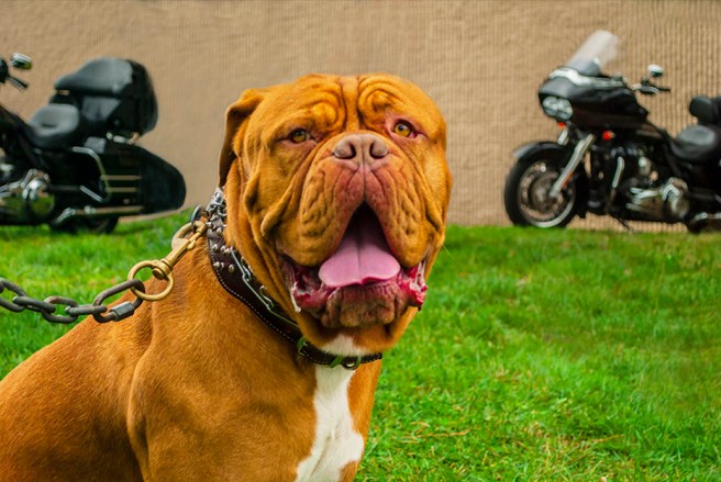 mastiff wordpress