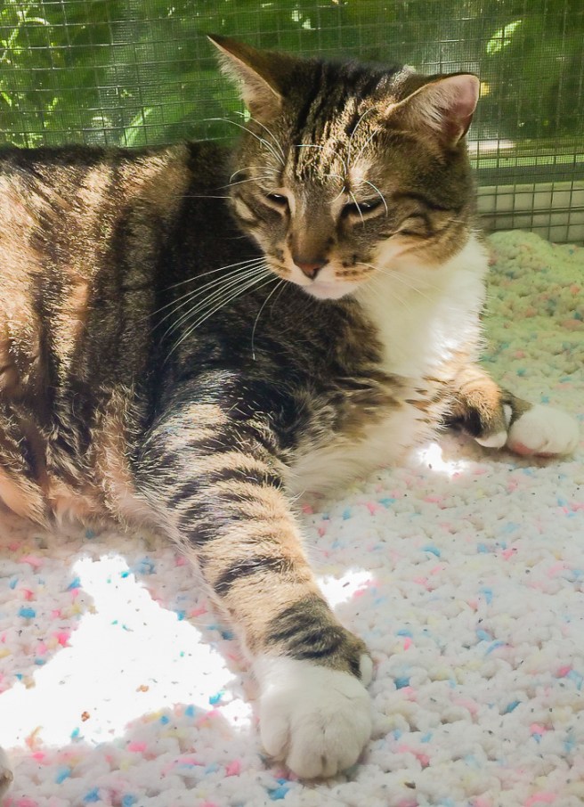 Hemingway cat (4 of 5)