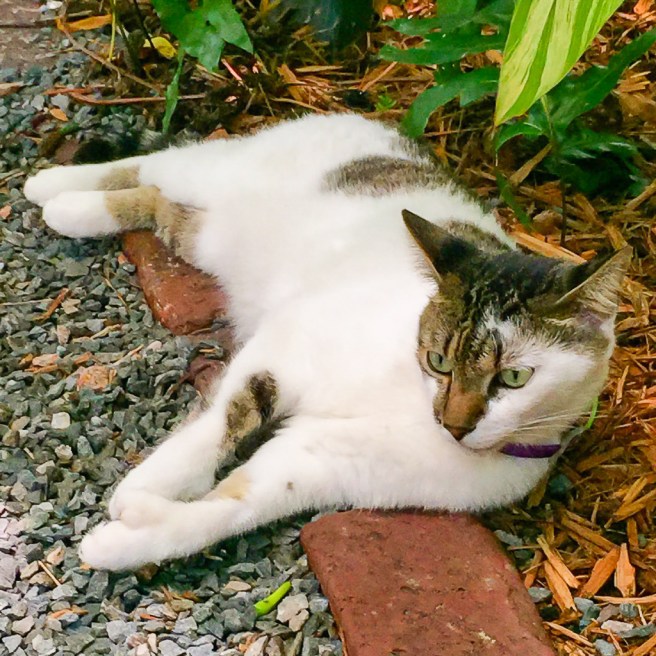 Hemingway cat (5 of 5)